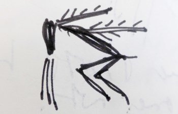 my schematic drawing of ‘flying posture’ (note arms pushed back with arm hair standing, blood streaming from nose, eland like head) drawn from original at Origins Centre