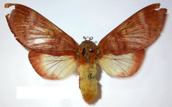 African Silk moth (Gonometa Rufobrunnea)